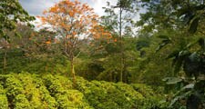 Kafijas koki tiek kultivēti pasaules tropiskajās un subtropu joslās.