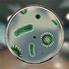 Alerģija pret mikrobiem