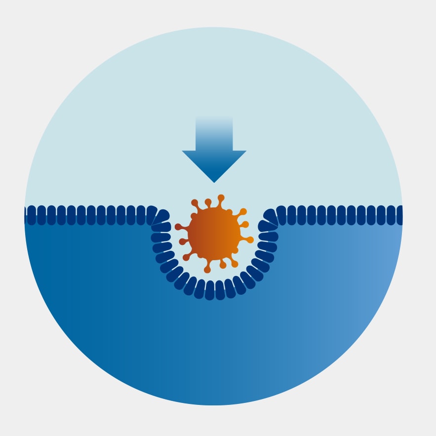 Vīrusa iekļūšana organismā