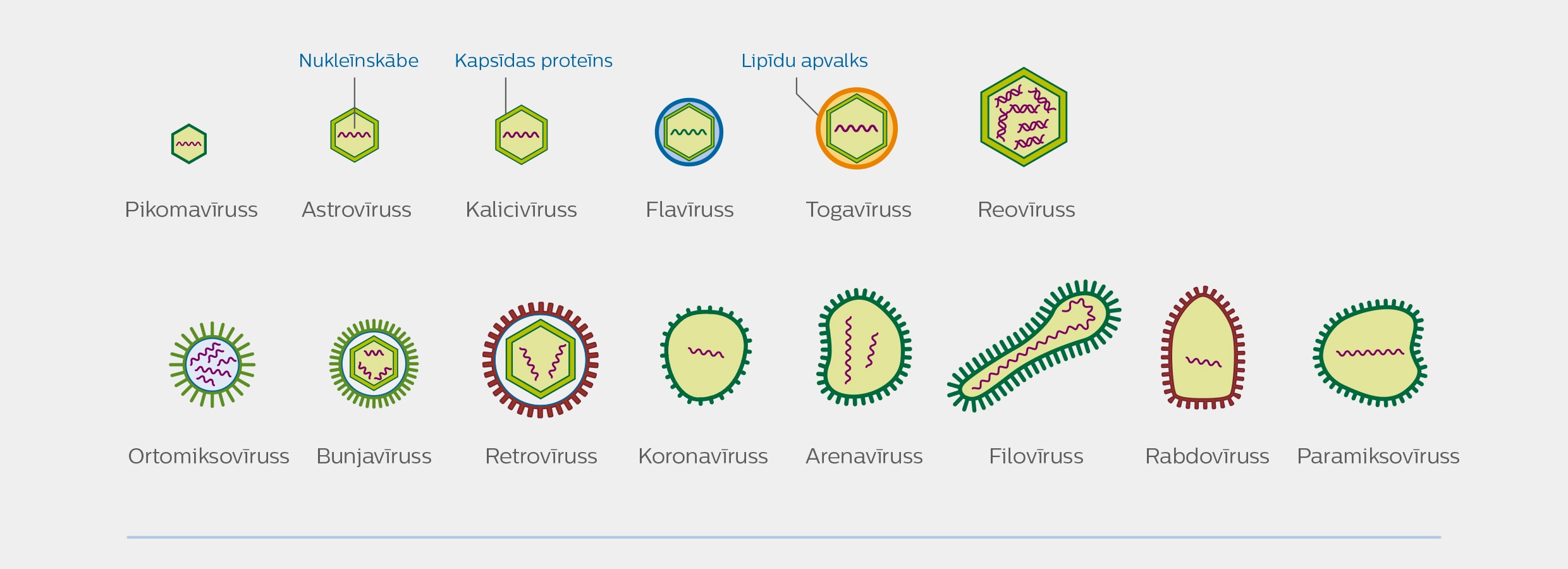 RNS vīrusa veids